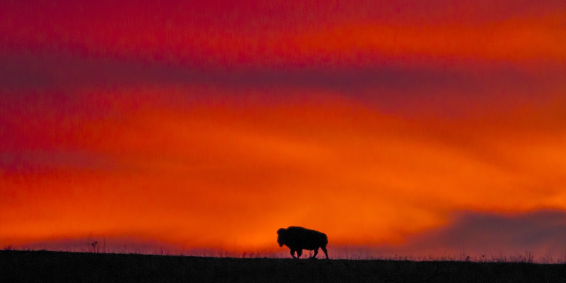 Buffalo on the Horizon