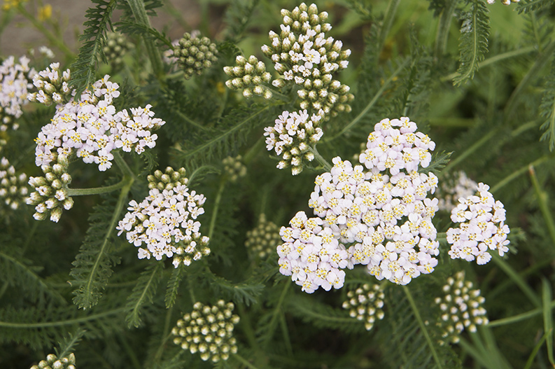 Common yarrow