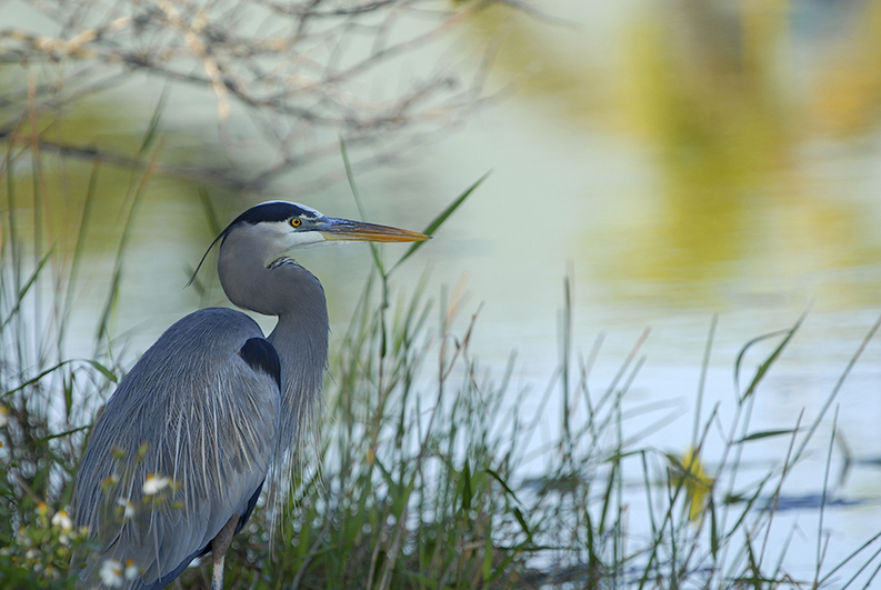 Great blue heron