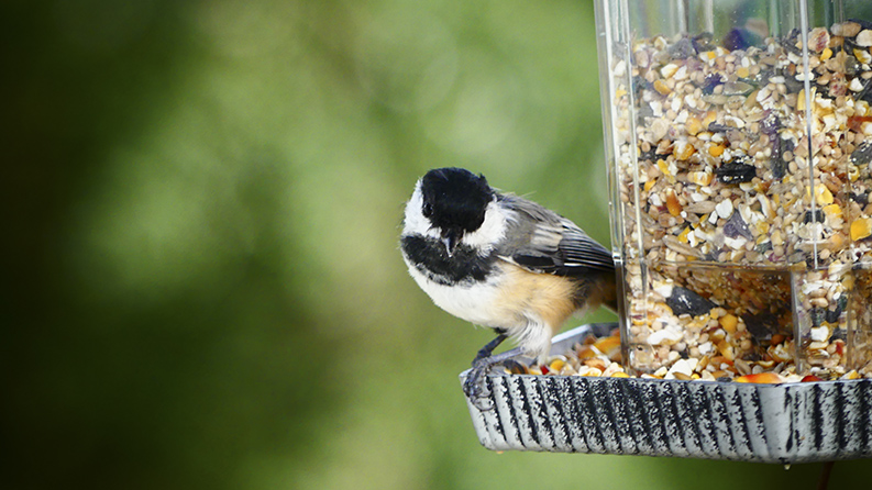 Fall_Gardening_birdfeeder