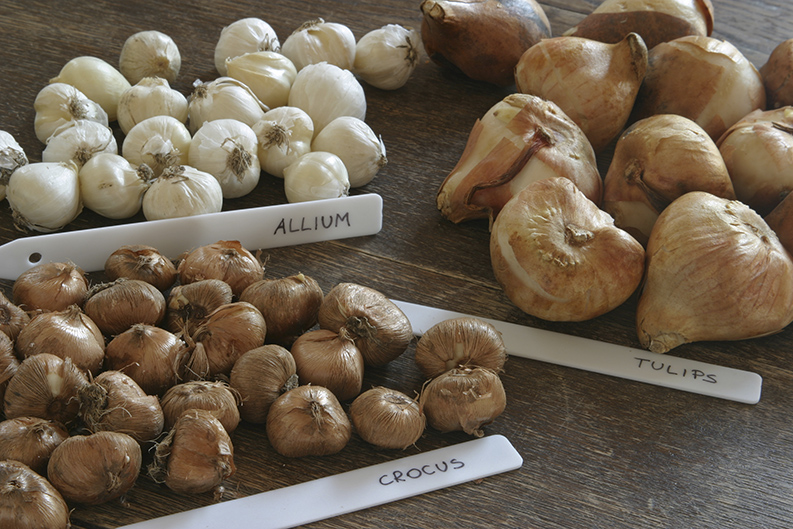 Fall_Gardening_bulbs Fall_Gardening_bulbs