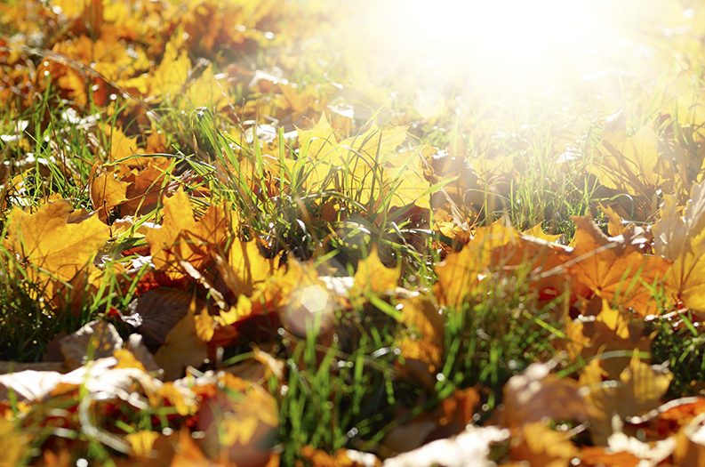 Fall_Gardening_leaves Fall_Gardening_leaves