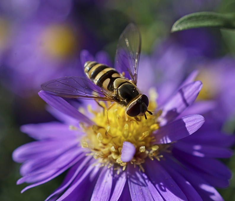 Flower fly Flower fly