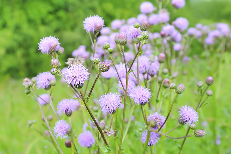 Canada-Thistle Canada-Thistle
