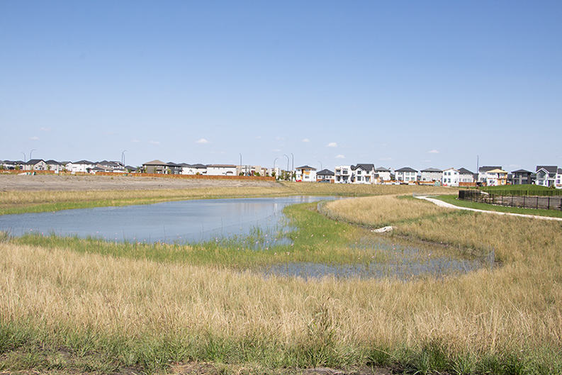 Wetland- Two years old Wetland- Two years old