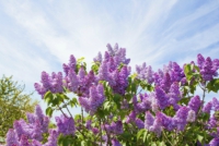 Lilac Lilac