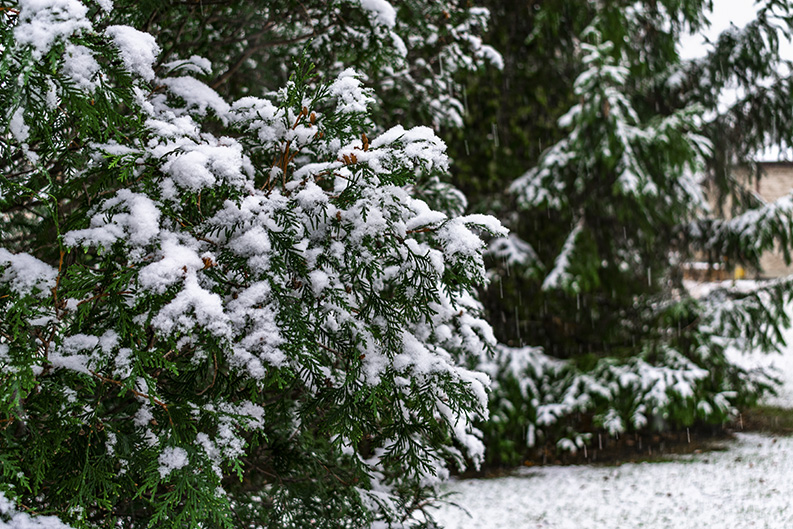 Landscaping- winterize your home