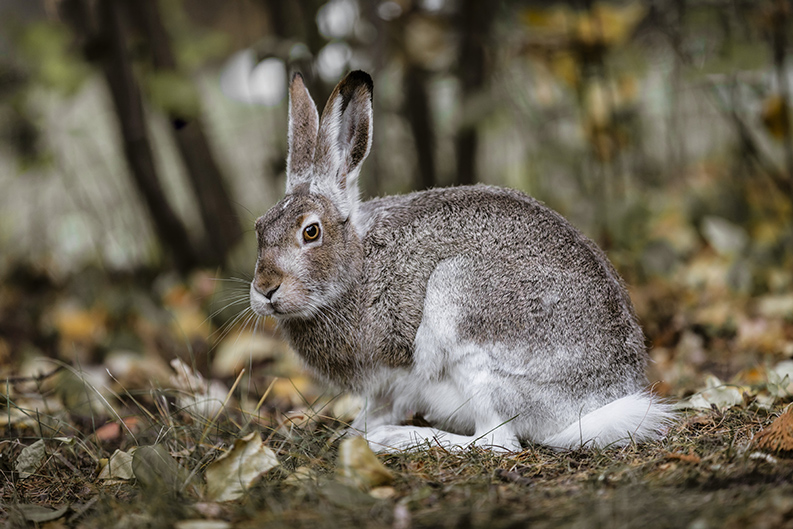 White-tailed jackrabbit White-tailed jackrabbit