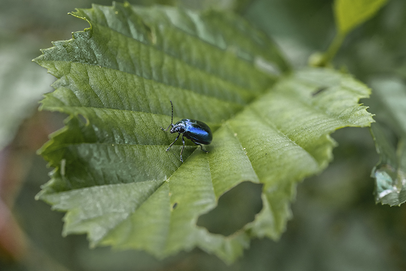 Photo of the leaf beetle or chrysomela varians