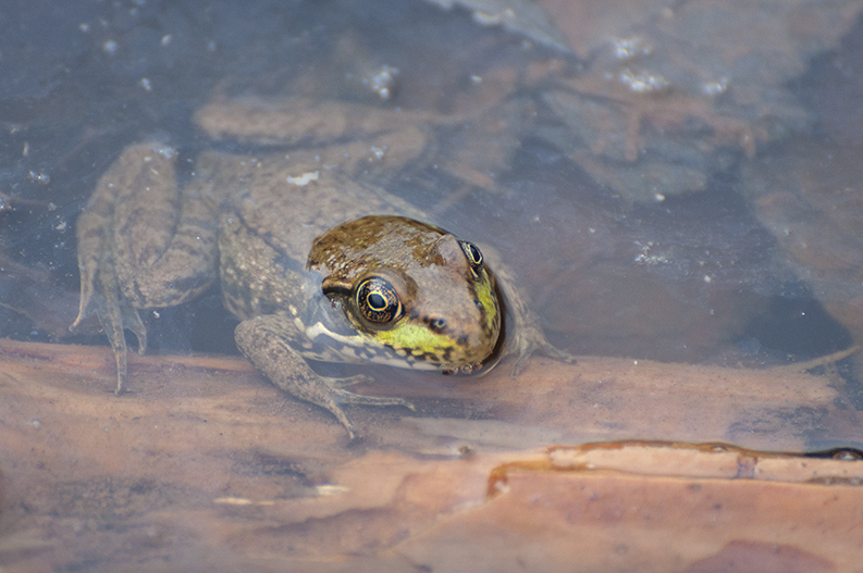 Frog in the water