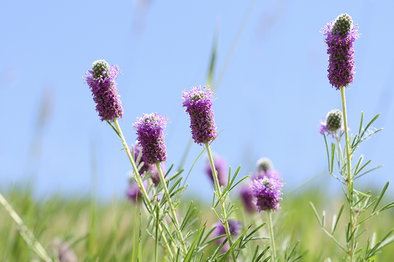Wildflowers of Colorado — Prairie Clover Flowers