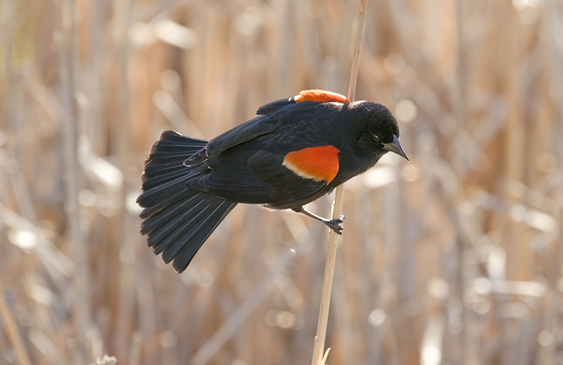 Red-winged Blackbird Perching on Cattail